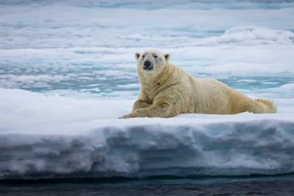 homem-salva-esposa-de-urso-polar-e-fica-gravemente-ferido-no-canada