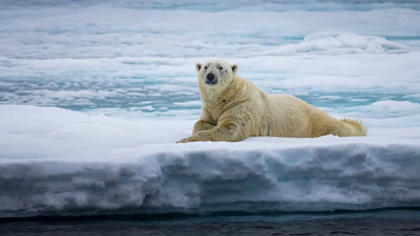 homem-salva-esposa-de-urso-polar-e-fica-gravemente-ferido-no-canada