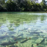pesquisa-com-bacterias-na-amazonia-pode-desenvolver-novos-medicamentos
