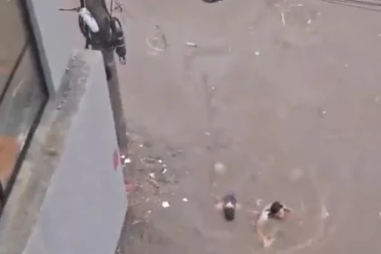 passageiros-nadam-para-sair-de-onibus-alagado-apos-temporal;-veja-o-video