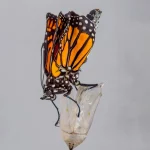 garoto-amassa-borboleta,-injeta-liquido-extraido-na-perna-e-morre-na-bahia