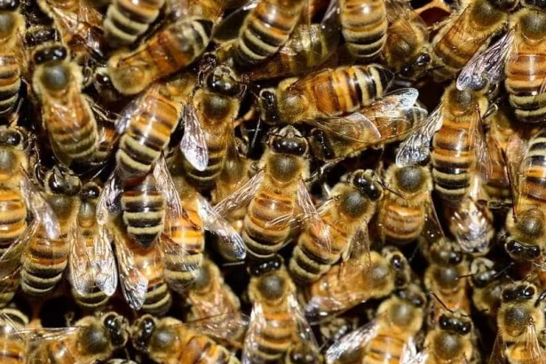 adolescente-leva-mais-de-4-mil-picadas-de-abelhas-em-escola-no-df