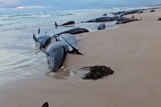 mais-de-150-cetaceos-encalham-na-australia-e-nao-devem-sobreviver