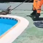 jacare-de-1,5-metro-e-encontrado-em-piscina-de-clube-em-mg-;-veja