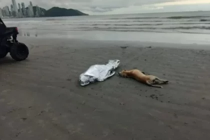 cachorro-fica-ao-lado-do-corpo-do-dono-morto-afogado-em-praia-de-sc