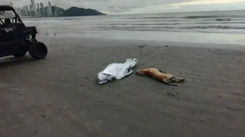 cachorro-fica-ao-lado-do-corpo-do-dono-morto-afogado-em-praia-de-sc