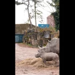 filhote-de-rinoceronte-branco-faz-primeira-aparicao-em-zoo-na-belgica