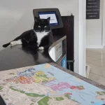 gato-aventureiro-viraliza-nas-redes-sociais;-veja