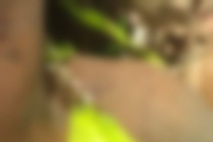 mulher-e-morta-com-golpe-de-tesoura-na-ba-290;-suspeito-e-preso-em-flagrante