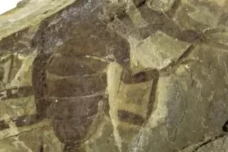 especie-de-escorpiao-gigante-com-125-milhoes-de-anos-e-descoberta-na-china