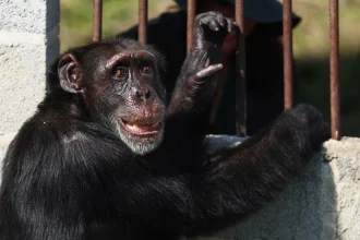 chimpanze-criado-por-‘barao-da-droga’-encontra-nova-casa-no-brasil