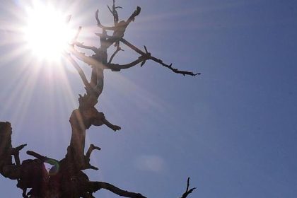 cmn-prorroga-financiamentos-do-fundo-constitucional-do-nordeste