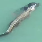 crocodilo-ataca-e-mata-nadador-com-‘giro-da-morte’;-video