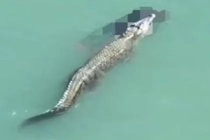 crocodilo-ataca-e-mata-nadador-com-‘giro-da-morte’;-video