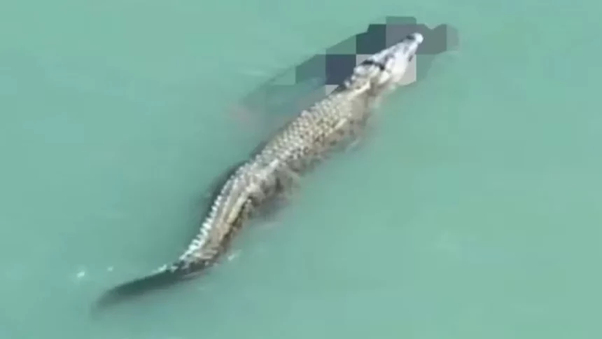 crocodilo-ataca-e-mata-nadador-com-‘giro-da-morte’;-video