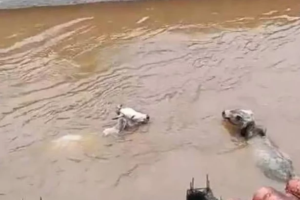 videos-mostram-vacas-sendo-arrastadas-por-enchente-no-rj