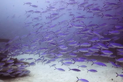 serie-de-mordidas-de-peixes-em-visitantes-causa-interdicao-de-lagoa-turistica-em-bonito-(ms)