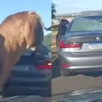 touro-enfurecido-avanca-sobre-homem-e-passa-por-cima-de-bmw
