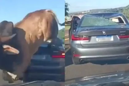 touro-enfurecido-avanca-sobre-homem-e-passa-por-cima-de-bmw