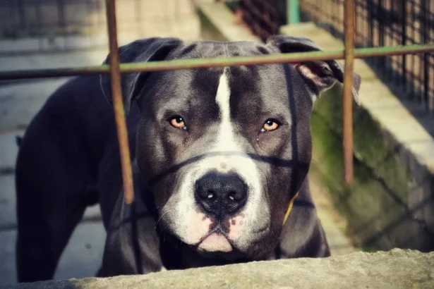 bebe-de-1-ano-e-atacado-na-cabeca-por-pitbull-no-es