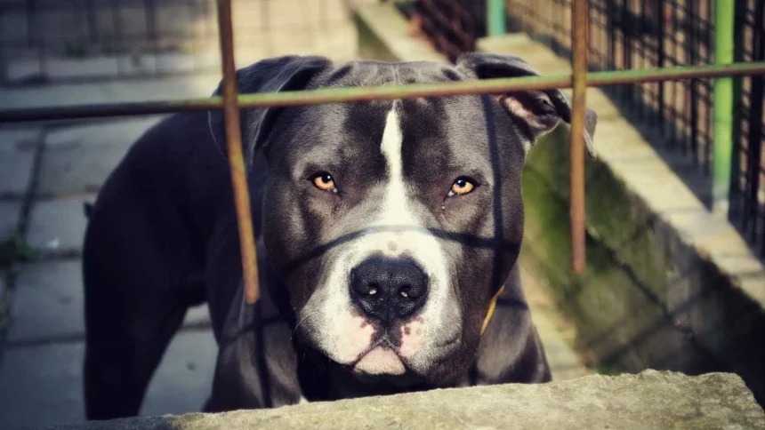 bebe-de-1-ano-e-atacado-na-cabeca-por-pitbull-no-es