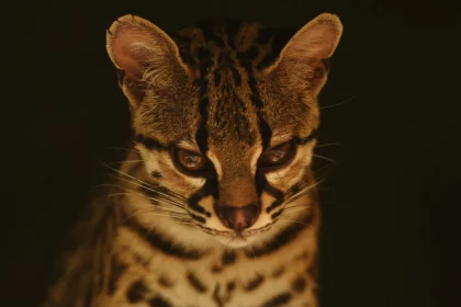 ibama-resgata-jaguatirica-usada-como-tiktoker-no-para