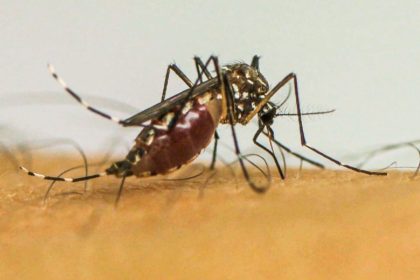 brasil-ultrapassa-1-milhao-de-casos-provaveis-de-dengue-em-2025