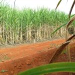 brasil-tera-segunda-maior-safra-de-cana,-segundo-estimativa-da-conab