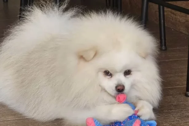 ‘ele-foi-praticamente-torrado-e-nao-resistiu’,-diz-tutor-que-perdeu-cao-apos-banho-em-petshop