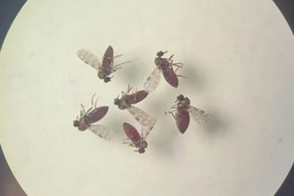 pesquisa-mostra-influencia-de-eventos-climaticos-em-surto-de-oropouche