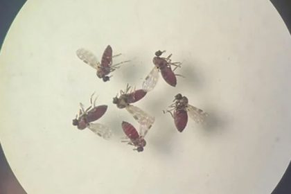 pesquisa-mostra-influencia-de-eventos-climaticos-em-surto-de-oropouche