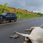 vaca-na-pista-causa-acidente-na-entrada-de-medeiros-neto