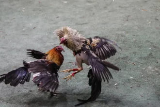 ataque-em-rinha-de-galos-no-equador-deixa-12-mortos