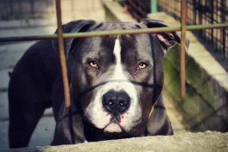 idosa-de-75-anos-morre-apos-ser-atacada-por-pitbull-no-rj