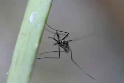 brasil-ultrapassa-marca-de-um-milhao-de-casos-de-dengue-em-2025