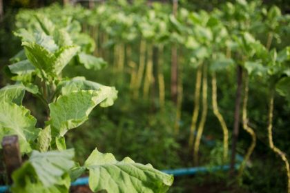 bndes-destina-r$-135-milhoes-a-acoes-sociais-e-ambientais-em-favelas