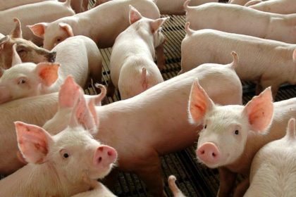 chile-passara-a-importar-carne-suina-do-parana