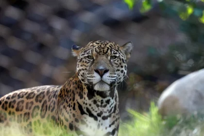 caseiro-e-atacado-e-morto-por-onca-pintada-no-pantanal-de-ms