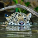 onca-que-matou-caseiro-em-ms-nao-voltara-para-a-natureza,-diz-icmbio