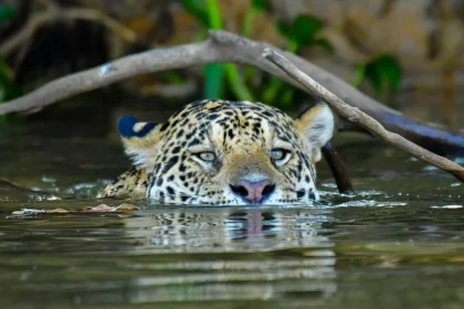 onca-que-matou-caseiro-em-ms-nao-voltara-para-a-natureza,-diz-icmbio