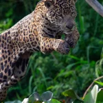 onca-circula-por-cidade-no-es-e-e-capturada-dentro-de-garagem-de-predio