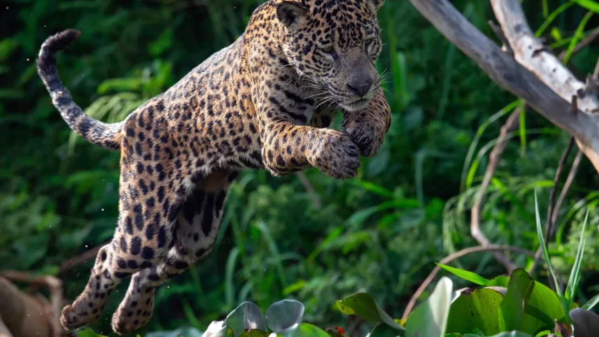 onca-circula-por-cidade-no-es-e-e-capturada-dentro-de-garagem-de-predio