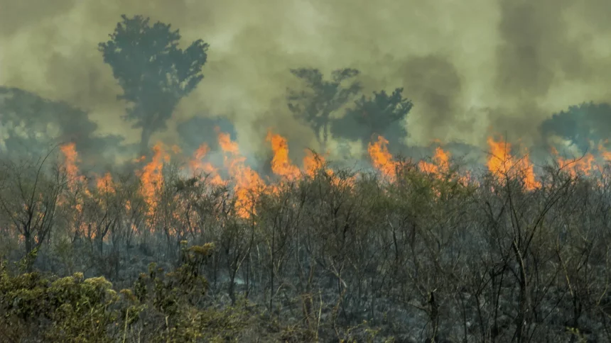 queda-do-desmatamento-na-amazonia-desacelera-em-abril,-as-vesperas-de-epoca-de-incendios