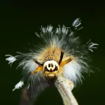 nova-especie-de-lagarta-e-carnivora-e-‘colecionadora-de-ossos’