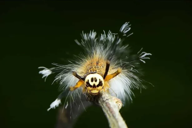 nova-especie-de-lagarta-e-carnivora-e-‘colecionadora-de-ossos’