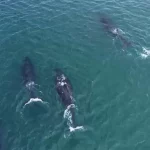 ilhabela-registra-primeiras-passagens-de-baleia-jubarte-em-2025