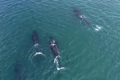 ilhabela-registra-primeiras-passagens-de-baleia-jubarte-em-2025