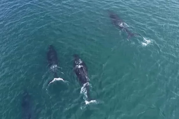 ilhabela-registra-primeiras-passagens-de-baleia-jubarte-em-2025