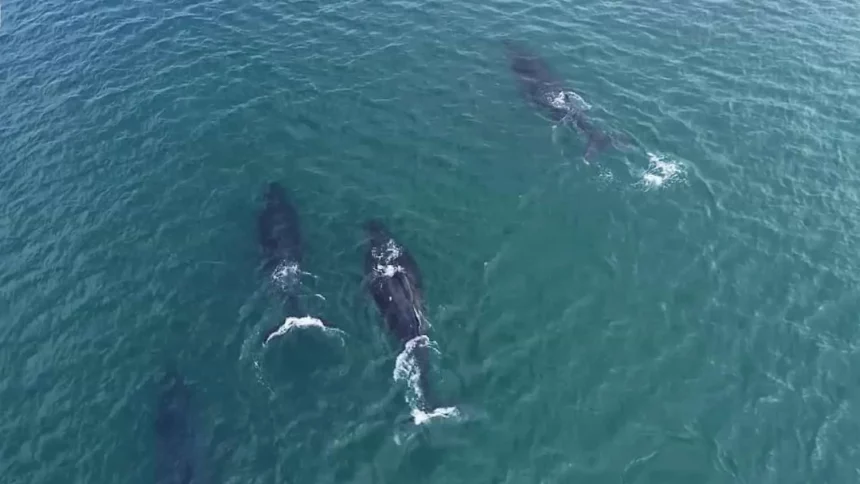 ilhabela-registra-primeiras-passagens-de-baleia-jubarte-em-2025