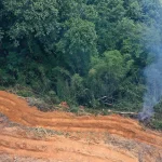 desmatamento-cai-32,4%-no-brasil-em-2024,-aponta-relatorio